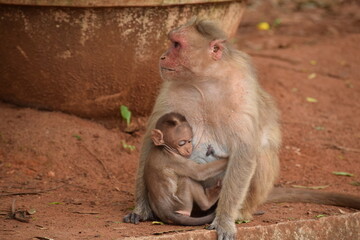 Nurturing Bond: Monkey Mother Breastfeeding
