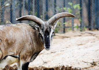 Blue ram (Bharal), (Latin Pseudois nayaur).
Blue sheep live in the north of Bhutan, at altitudes from 400 to 4 thousand meters above sea level. Coloration: back, sides and neck are brownish-gray, oft - 678166602