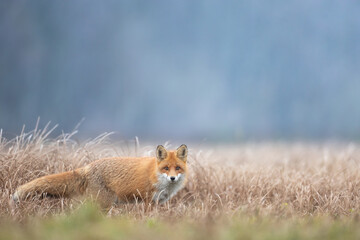 Mammals Fox Vulpes vulpes in autumn scenery, Poland Europe, animal walking among autumn meadow
