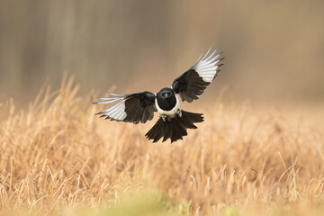 Flying bird Eurasian Magpie or Common Magpie or Pica pica with colorful background	