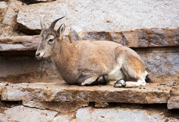 East Caucasian tur, female.
The mountain goat is endangered. These are large animals, have a body length of 120-160 cm, a height of 70-100 cm and reach a weight of 120-140 kg. - 678166899