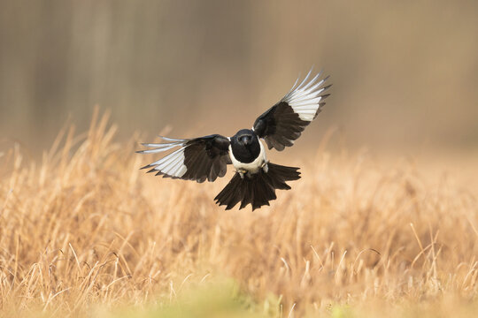 Flying bird Eurasian Magpie or Common Magpie or Pica pica with colorful background	