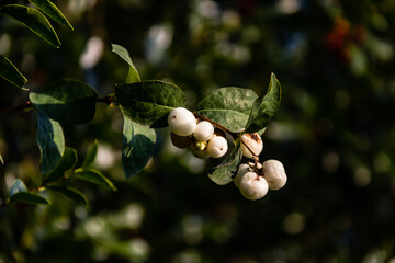 White berry
