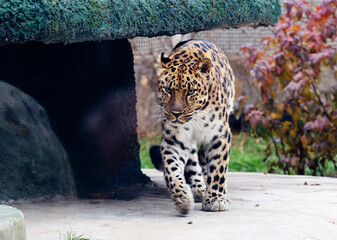 Amur Leopard.
The Far Eastern leopard, or Amur leopard is a predatory mammal from the cat family. A unique endangered species. There are no more than 125 individuals left on earth. - 678168648