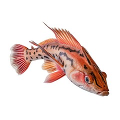 Fototapeta premium Redtail catfish