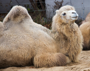 A two-humped camel. (Bactrian camel).  It is well adapted to living in a dry climate with hot and dry summers, can do without water for a long time. The natural color of the two—humped camel is brown- - 678169886