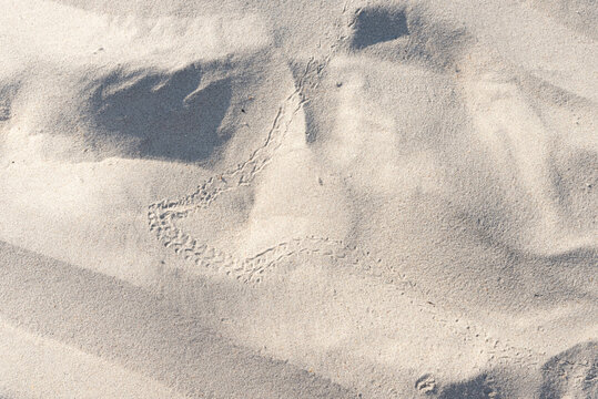 Background, coastal.  Animal tracks in the sand. patterns, footprints. 