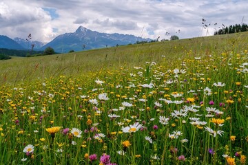 Meadow full of beautiful mountain flowers in the background of the High Tatras mountains. Discover...