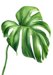 Tropical watercolor palm leaf. Monstera exotic green plant isolated on white background. Watercolor flora illustration