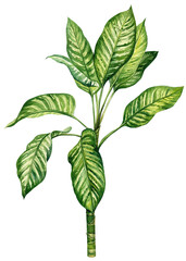 Watercolor palm tree. Exotic green plant isolated on white background. Tropical Watercolor illustration