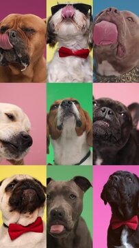 collage video with 9 purebred dogs being greedy, sticking out tongue and licking transparent plexiglass in studio