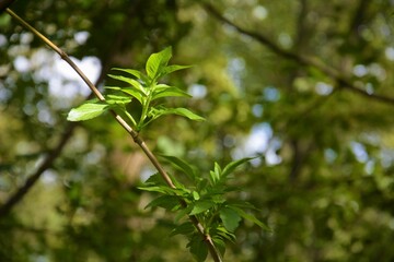 Obraz premium a tree with green leaves and brown leaves, and white flowers