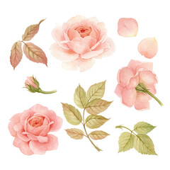 Watercolor set of pink rose, leaves and buds. Hand drawn with watercolors and pencils for your ideas and business