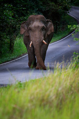 wild elephant walking on mountain road at khao yai nationla park thailand