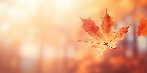 Naklejka na ściany i meble Vibrant Maple Leaf Soft Sunlit Autumn Beauty, Generative AI