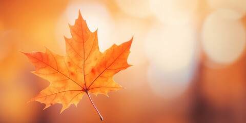 Radiant Sunset Maple Leaf in Serene Park, Generative AI