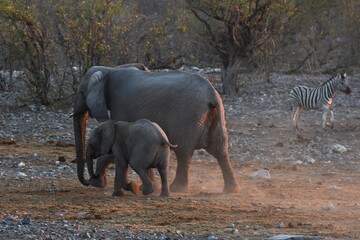 Afrikanische Elefanten (loxodonta africana) am Wasserloch Halali im Etoscha Nationalpark in Namibia. 