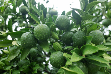 Beautiful green fruits citrus fruits on the branches close-up