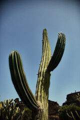 Tall cactus