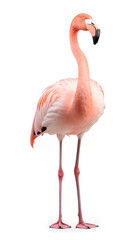 flamingo portrait, isolated background