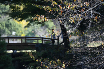 Naklejka na ściany i meble crossing the wood bridge with autumn tree