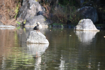 duck on rock lake forest