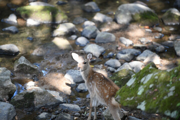 japan deer in the wild at nara park