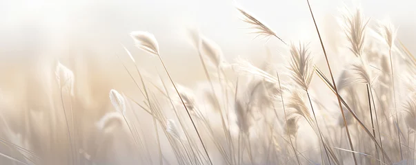 Foto op Canvas Abstract natural background of soft plants Cortaderia selloana. Pampas grass on a blurry bokeh, Dry reeds boho style. Fluffy stems of tall grass in winter, grass in the morning, beige banner backgroun © Planetz