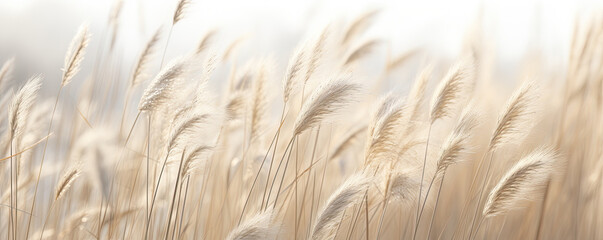 Abstract natural background of soft plants Cortaderia selloana. Pampas grass on a blurry bokeh, Dry reeds boho style. Fluffy stems of tall grass in winter, grass in the morning, beige banner backgroun - obrazy, fototapety, plakaty