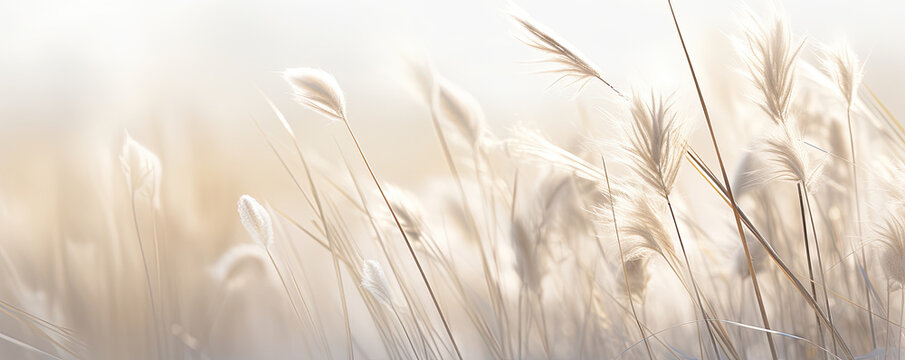 Abstract natural background of soft plants Cortaderia selloana. Pampas grass on a blurry bokeh, Dry reeds boho style. Fluffy stems of tall grass in winter, grass in the morning, beige banner backgroun