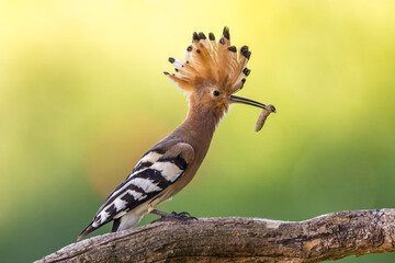 Wiedehopf (Upupa epops) © Rolf Müller