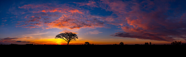 Panorama silhouette tree in africa with sunset.Tree silhouetted against a setting sun.Lovely sunset in Kalahari with dead tree and bright colours.Sunset in Africa, savanna landscape - obrazy, fototapety, plakaty