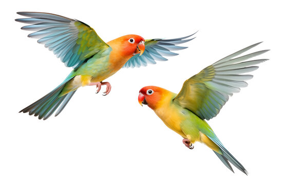 flying lovebirds in isolated background