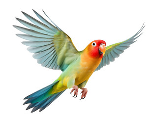 Fototapeta premium flying lovebird