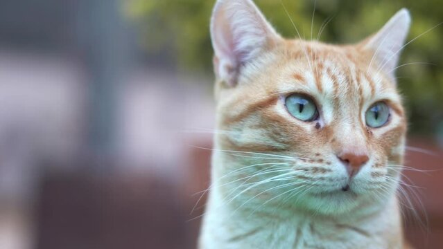 Closeup de hermoso gatito al aire libre observando el jardín