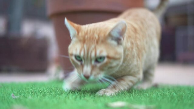 Hermoso gatito al aire libre afilandose las uñas en el césped
