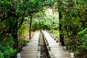 View of the mangrove ecological boardwalks at Shuangchun Seaside Recreational Area in Beimen, Tainan, Taiwan.