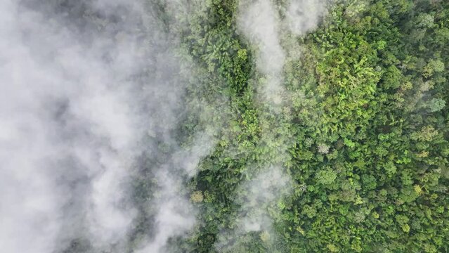 Foggy above tropical rainforest mountain, Tropical forests can increase humidity in air and absorb carbon dioxide from the atmosphere through photosynthesis, and store carbon in tree trunks, branches.