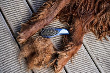 Combing dog's fur with a comb. Irish Setter