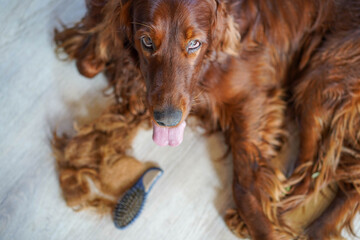 Autumn shedding of a dog. Fur allergy concept