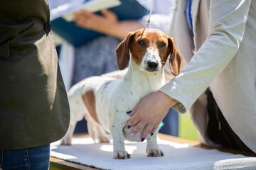 Dog show. Experts evaluate the dog at competitions.