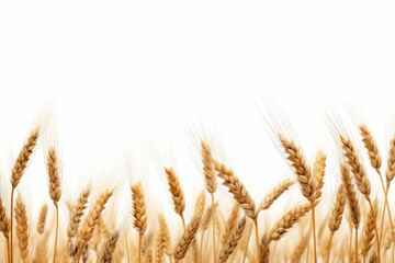 wheat field isolated on white background.