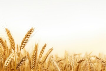 Fototapeta premium wheat field isolated on white background.