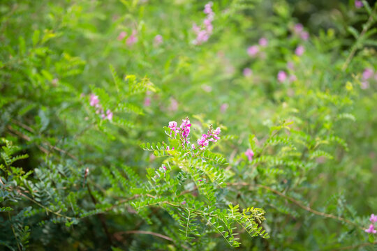 Natural background. Beautiful plant Indigofera flowering.