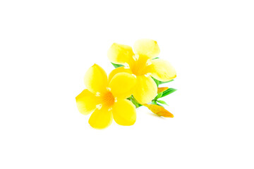 Flower of golden trumpet, yellow allamanda, Allamanda cathartica with Green leaves isolated on white background, Yellow flower blooming