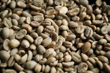Unroasted coffee bean collected to send to expert coffee aroma roasters. Concept: raw material, coffee.