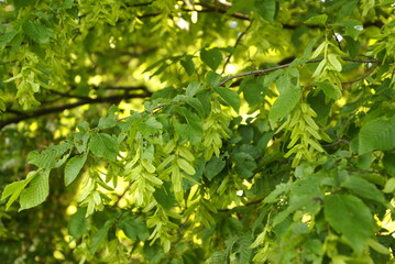 678197618 Hainbuchenfrüchte Hainbuche mit Fruchtstand