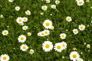 Fototapeta premium 678197679 Margeritenblüten auf Wiese viele Blüten 