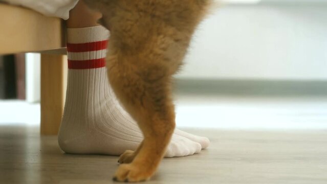 Close up of female legs in white socks with red stripes, a woman is sitting on bed, small shiba inu puppy is trying to jump into her. small dog jumping around tatami bed. puppy jumps to owner's feet