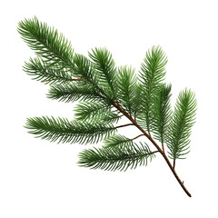 Fir tree branch and cones isolated